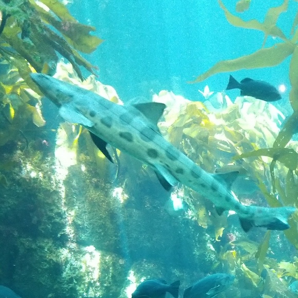 Meet your Posher, Toni - Picture 1 of 1